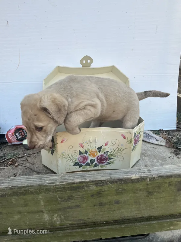 new years deadgrass 01