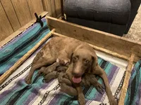 christmas 25f, a female Chesapeake Bay Retriever for sale in Charlotte Hall, MD – Photo 1 of 3