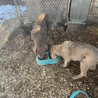 new years02, a male Chesapeake Bay Retriever for sale in Charlotte Hall, MD – Photo 2 of 2