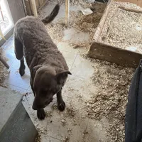 new years02, a male Chesapeake Bay Retriever for sale in Charlotte Hall, MD – Photo 1 of 2