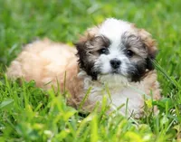 Zoe ( Little Zoe Kisses ) Vet Exam and Vaccines UTD, a female Shihpoo for sale in Columbia, MD – 5 of 7