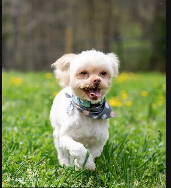 Sammy – Neutered, House Trained & Ready to Love – Shihpoo puppy for sale in Columbia, MD
