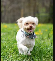Sammy – Neutered, House Trained & Ready to Love, a male Shihpoo for sale in Columbia, MD – 1 of 8