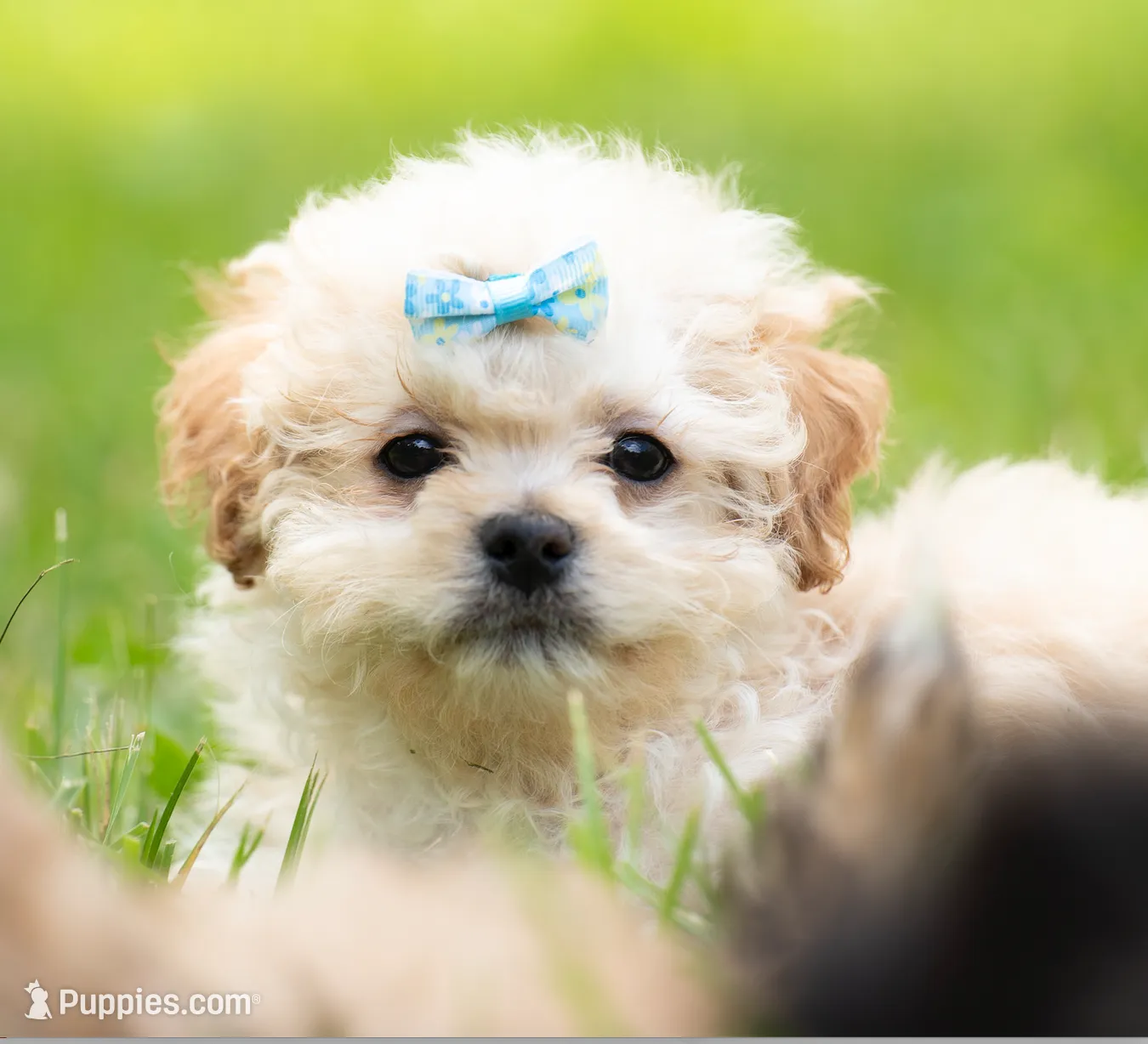 Brodie - Genetic Testing - UTD Vaccines. – Shihpoo Puppy | Puppies.com