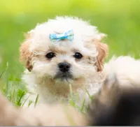 Brodie - Genetic Testing -  UTD Vaccines. , a male Shihpoo for sale in Frederick, MD – 4 of 5