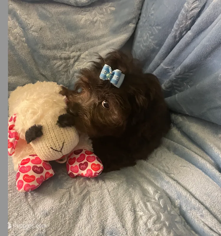 Pooh Bear – Shihpoo puppy for sale in Columbia, MD