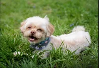 Sammy – Neutered, House Trained & Ready to Love, a male Shihpoo for sale in Columbia, MD – 2 of 8