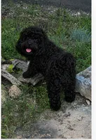 Oreo – Neutered, House Trained & Ready to Love ❤️, a male Shihpoo for sale in Columbia, MD – 3 of 3