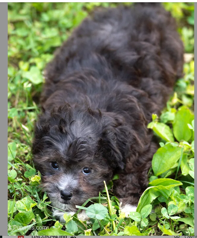 Molly – Shihpoo puppy for sale in Frederick, MD