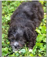 Molly - Genetic Testing - UTD Vaccines, a female Shihpoo for sale in Frederick, MD – 1 of 9