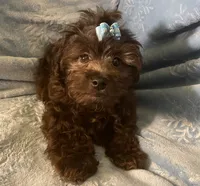Pooh Bear, a male Shihpoo for sale in Columbia, MD – 4 of 8