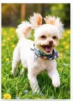 Sammy - Neutered. (Genetic Testing) UTD Vaccines. , a male Shihpoo for sale in Columbia, MD – 2 of 7