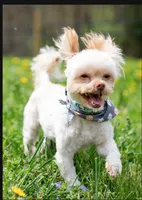 Sammy – Neutered, House Trained & Ready to Love, a male Shihpoo for sale in Columbia, MD – 5 of 8