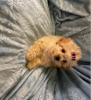Bella, a female Shihpoo for sale in Columbia, MD – 6 of 7