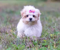 Victoria ( Beautiful Little Baby ) Vet Exam and Vaccines. , a female Shihpoo for sale in Columbia, MD – 5 of 8