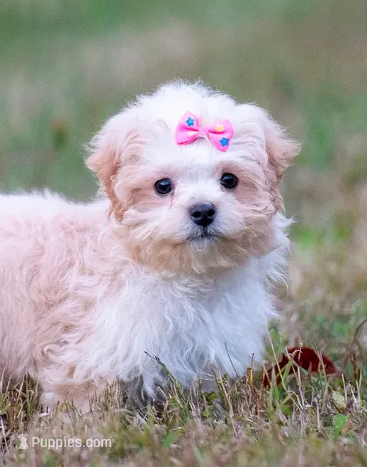 Victoria ( Beautiful Little Baby ) Vet Exam and Vaccines.  – Shihpoo puppy for sale in Columbia, MD