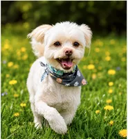 Sammy - Neutered. (Genetic Testing) UTD Vaccines. , a male Shihpoo for sale in Columbia, MD – 1 of 7