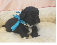 Winston , a male Shihpoo for sale in Columbia, MD – 3 of 5