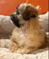 Milo  (Genetic Testing ), a male Shihpoo for sale in Frederick, MD – Photo 5 of 5