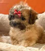 Milo  (Genetic Testing ), a male Shihpoo for sale in Frederick, MD – Photo 1 of 5