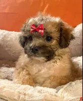 Milo  (Genetic Testing ), a male Shihpoo for sale in Frederick, MD – Photo 2 of 5