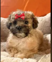 Milo  (Genetic Testing ), a male Shihpoo for sale in Frederick, MD – Photo 4 of 5