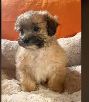 Milo  (Genetic Testing ), a male Shihpoo for sale in Frederick, MD – Photo 3 of 5