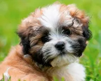 Zoe – Little Zoe Kisses 💕, a female Shihpoo for sale in Columbia, MD – 7 of 7