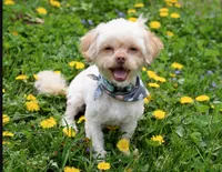 Sammy – Neutered, House Trained & Ready to Love, a male Shihpoo for sale in Columbia, MD – 3 of 8