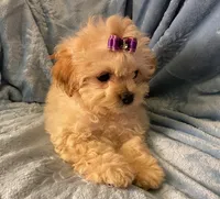 Bella, a female Shihpoo for sale in Columbia, MD – 3 of 7