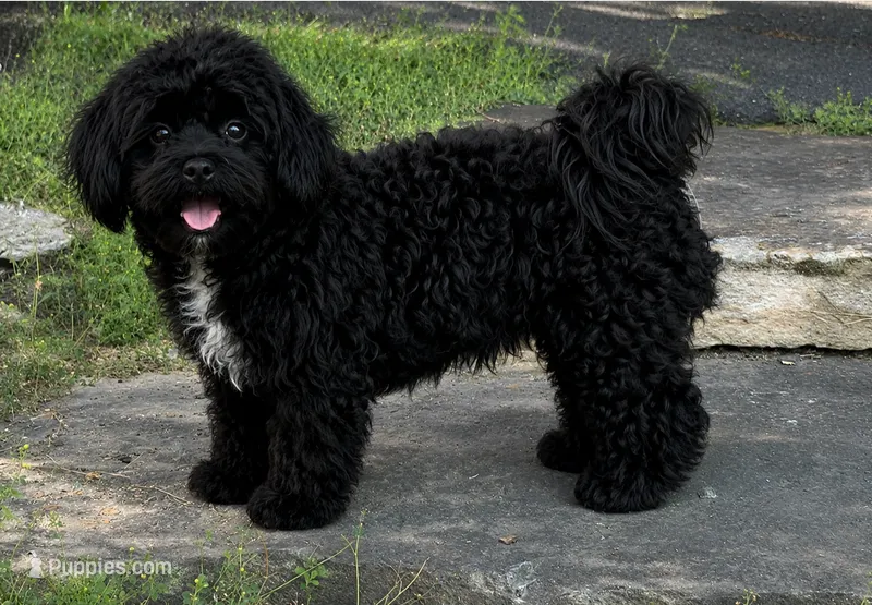 Oreo (Neutered) Genetic Testing. UTD Vaccines.  – Shihpoo puppy for sale in Columbia, MD