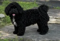 Oreo (Neutered) Genetic Testing. UTD Vaccines. , a male Shihpoo for sale in Columbia, MD – 1 of 4