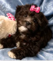 Molly ( Pick Me ), a female Shihpoo for sale in Columbia, MD – 2 of 4