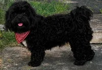 Oreo – Neutered, House Trained & Ready to Love ❤️, a male Shihpoo for sale in Columbia, MD – 2 of 3