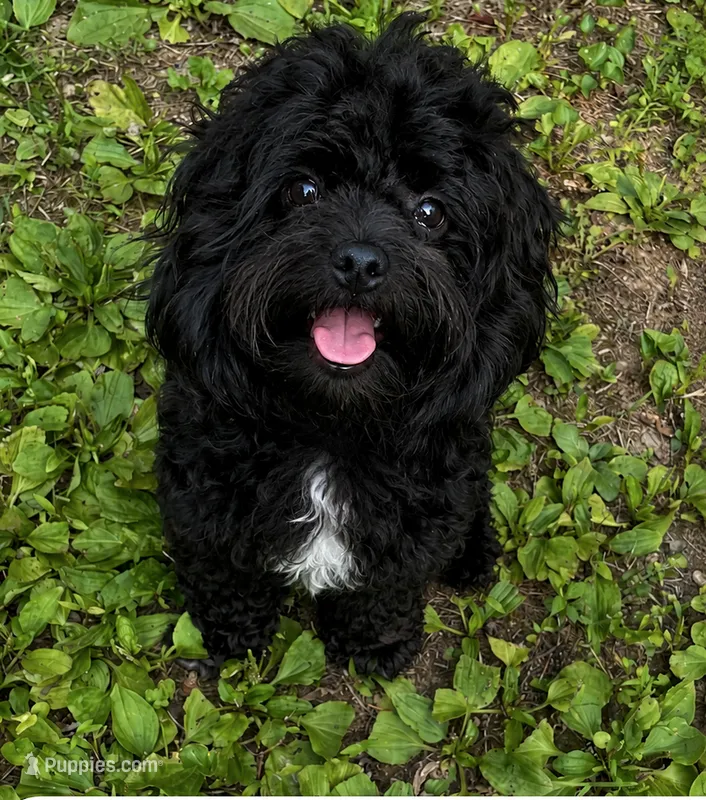 Oreo (Neutered) Genetic Testing. UTD Vaccines.  – Shihpoo puppy for sale in Columbia, MD