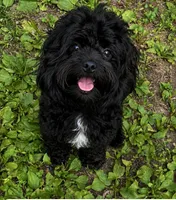 Oreo – Neutered, House Trained & Ready to Love ❤️, a male Shihpoo for sale in Columbia, MD – 1 of 3