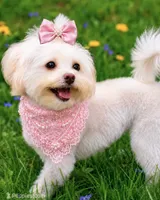 CoCo Chanel - Tiny, Spayed & House Trained, a female Shihpoo for sale in Columbia, MD – 1 of 3