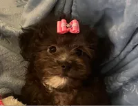 Molly - Genetic Testing - UTD Vaccines, a female Shihpoo for sale in Frederick, MD – 9 of 9