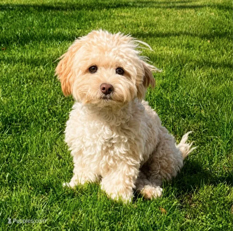 Bentley - Neutered, House-trained and Complete Luv-bug – Shihpoo puppy for sale in Columbia, MD
