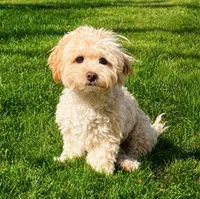 Bentley - Neutered, House-trained and Complete Luv-bug, a male Shihpoo for sale in Columbia, MD – 1 of 2