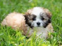 Zoe ( Little Zoe Kisses ) Vet Exam and Vaccines UTD, a female Shihpoo for sale in Columbia, MD – 4 of 7