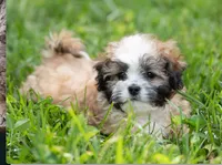 Zoe ( Genetic Testing ) UTD Vaccines., a female Shihpoo for sale in Frederick, MD – 8 of 8