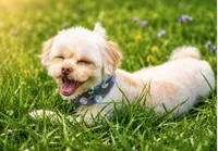 Sammy - Neutered. (Genetic Testing) UTD Vaccines. , a male Shihpoo for sale in Columbia, MD – 4 of 7