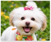 CoCo Chanel (Genetic Testing) Spayed. UTD vaccines. House trained. , a female Shihpoo for sale in Columbia, MD – 2 of 2
