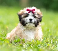 Zoe ( Genetic Testing ) UTD Vaccines., a female Shihpoo for sale in Frederick, MD – 6 of 8