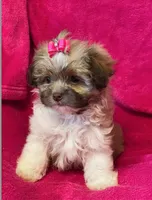 Bella ( Will Melt Your Heart ), a female Shihpoo for sale in Columbia, MD – 2 of 4