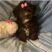 Molly - Genetic Testing - UTD Vaccines, a female Shihpoo for sale in Frederick, MD – 7 of 9