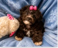 Molly ( Pick Me ), a female Shihpoo for sale in Columbia, MD – 4 of 4