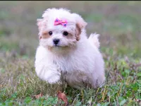 Victoria ( Beautiful Little Baby ) Vet Exam and Vaccines. , a female Shihpoo for sale in Columbia, MD – 2 of 8