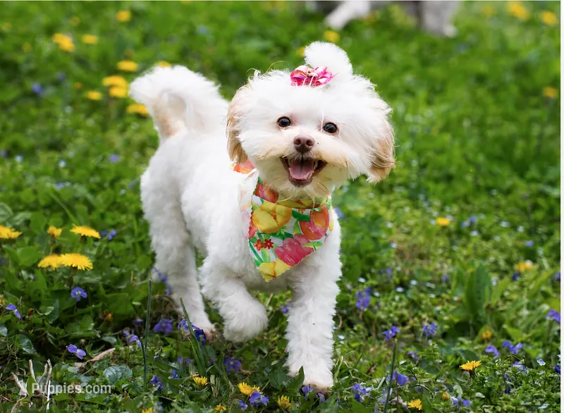 CoCo Chanel - Tiny, Spayed & House Trained – Shihpoo puppy on hold in Columbia, MD